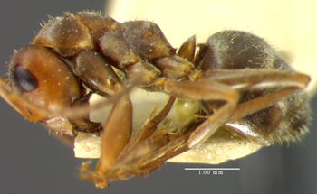 Media type: image;   Entomology 8877 Aspect: habitus lateral view